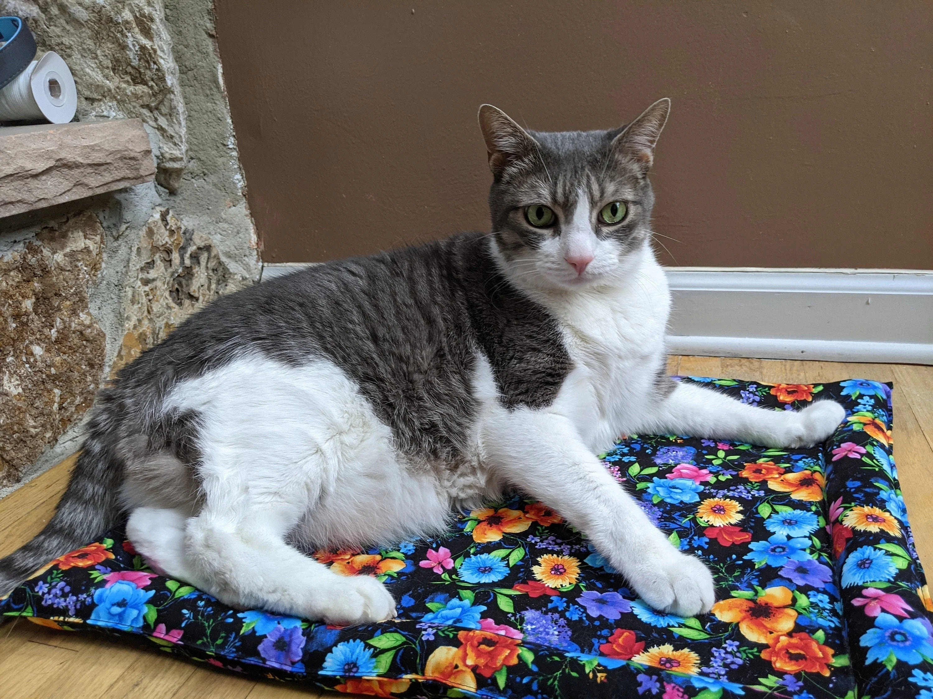 Catnip & Silvervine Filled Cat Bed - Coco Cloud - Image 3