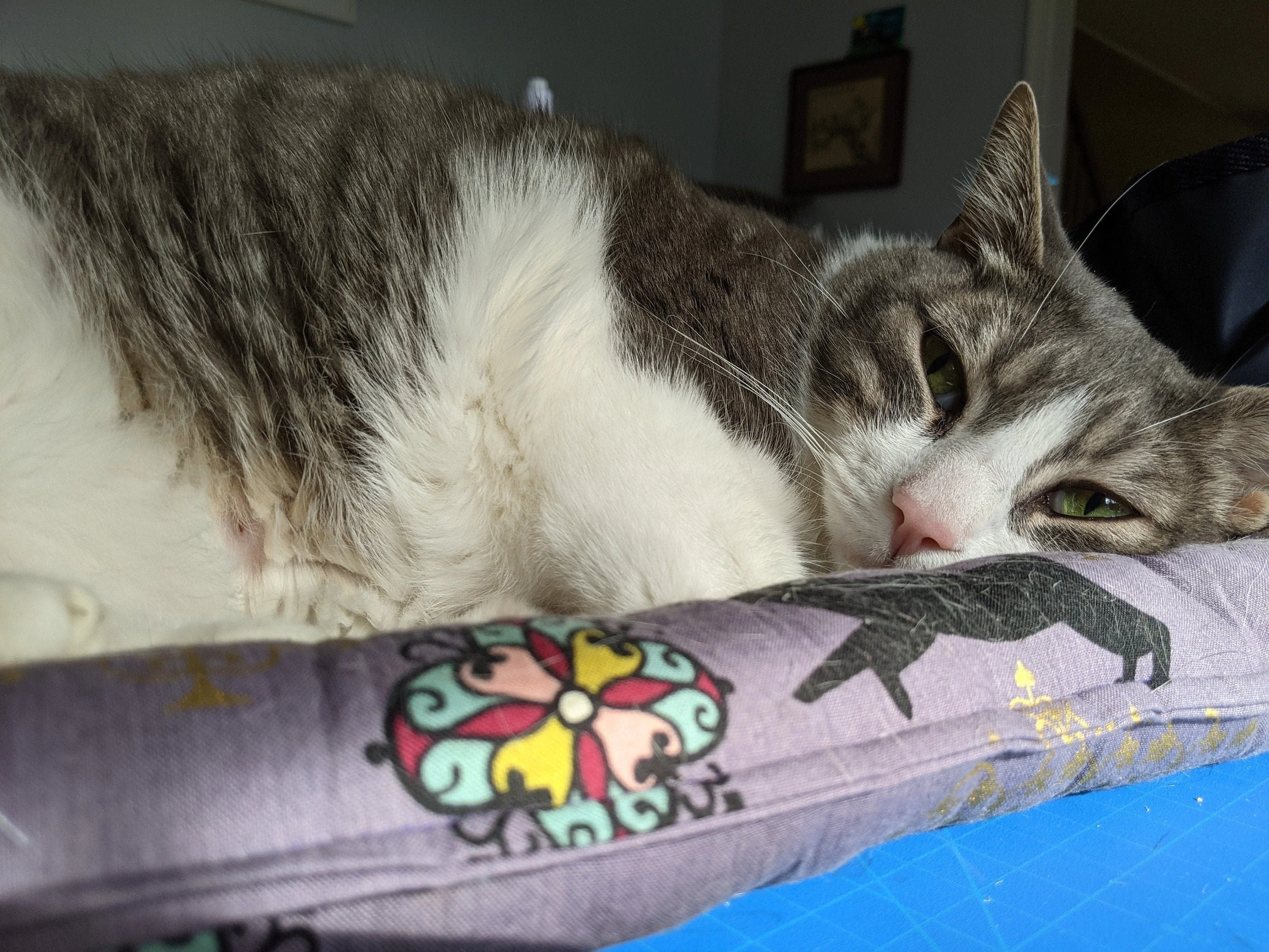 Catnip & Silvervine Filled Cat Bed - Coco Cloud - Image 4